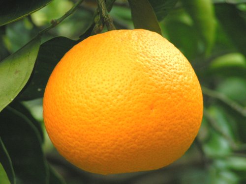 ����T�L���i���ʁjS�T�C�Y