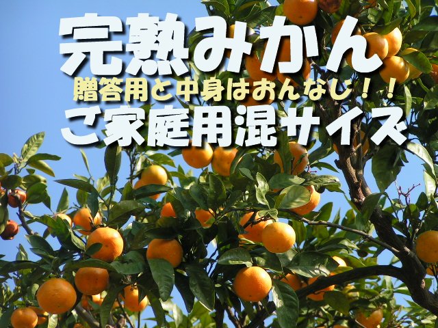 ƒpn݂񍬃TCY10L