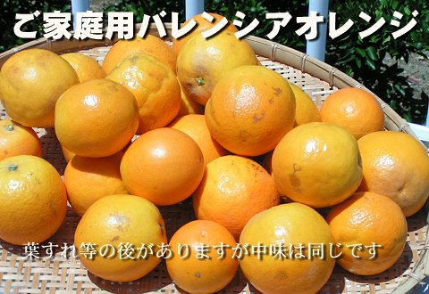 家庭用バレンシアオレンジ7.５キロ混サイズ