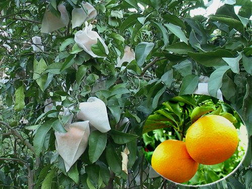 �����I�����W7.5�L���i���ʁjM�T�C�Y