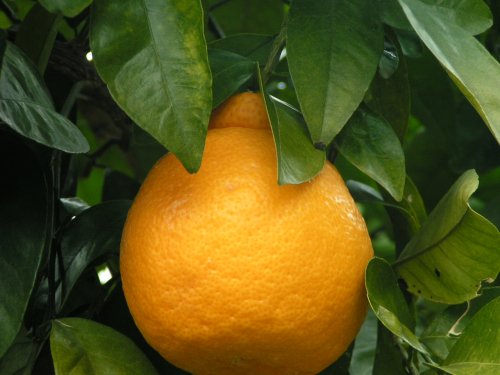 �O�󊹏��ʁi10�L���jS�T�C�Y