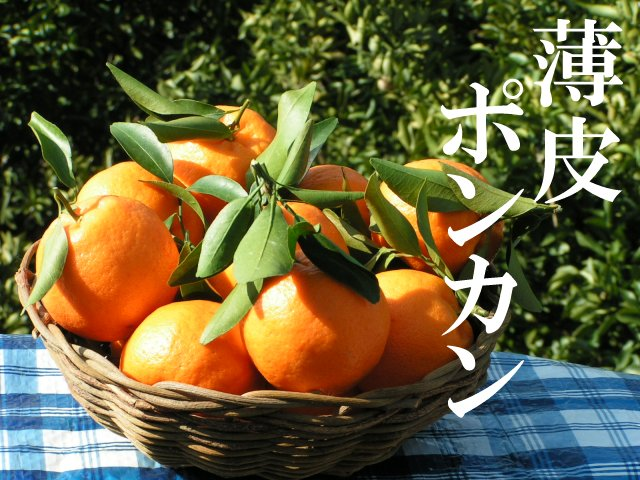 樹熟早生ポンカン(薄皮系)中玉(Lサイズ)10キロ
